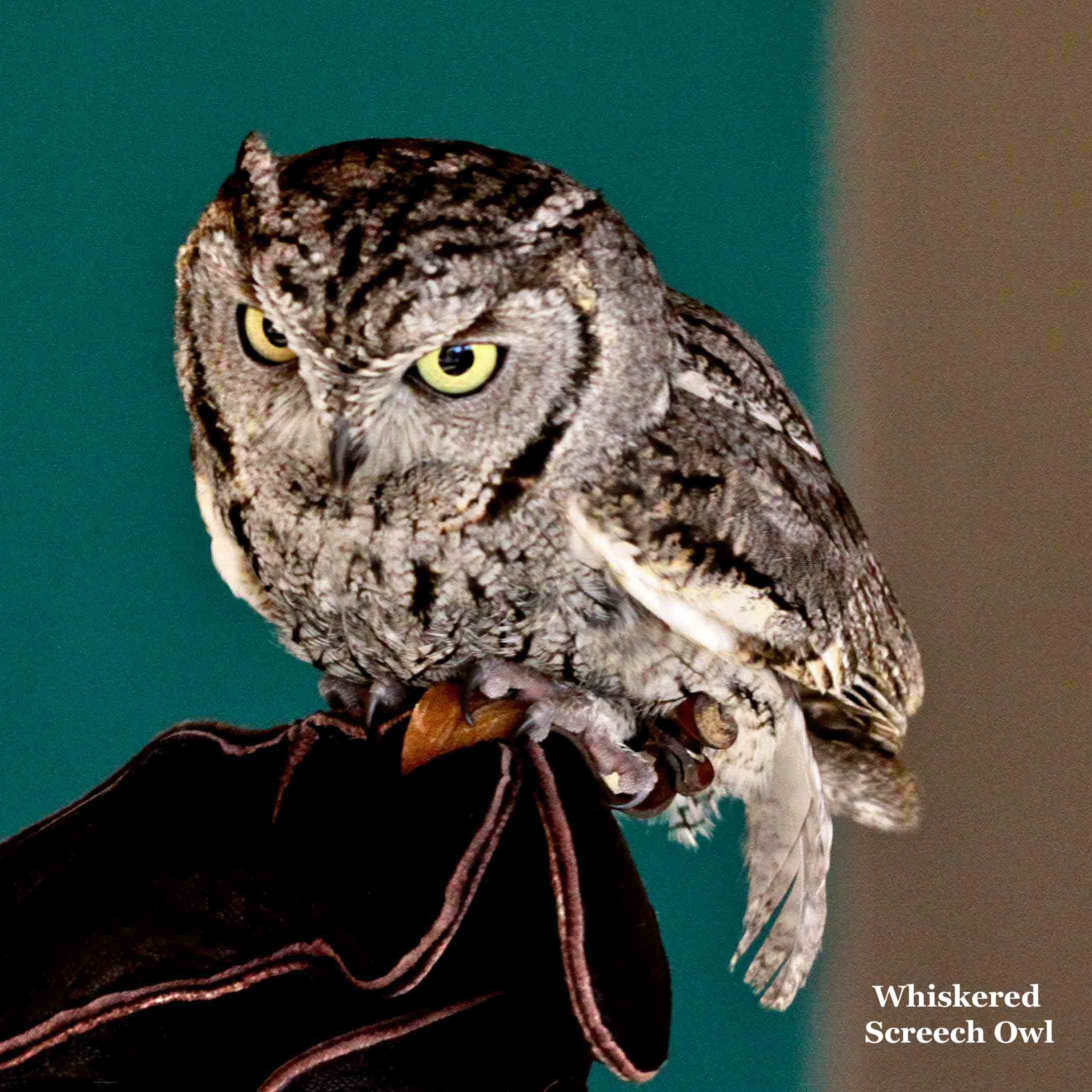 Whiskered Screech Owl 6240.jpg